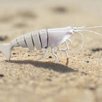 Barry the Barataria Shrimp
