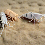 Barry the Barataria Shrimp