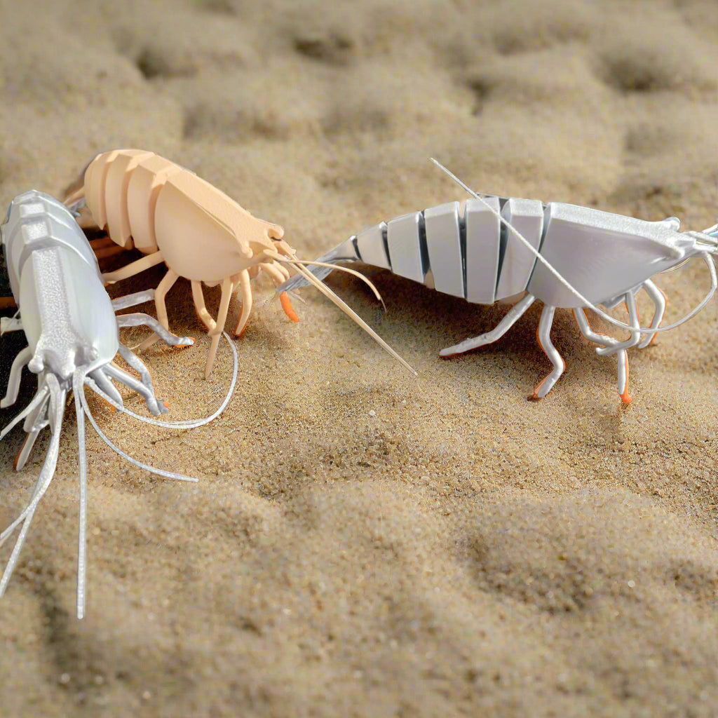 Barry the Barataria Shrimp
